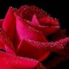 *Red Rose*'s Avatar